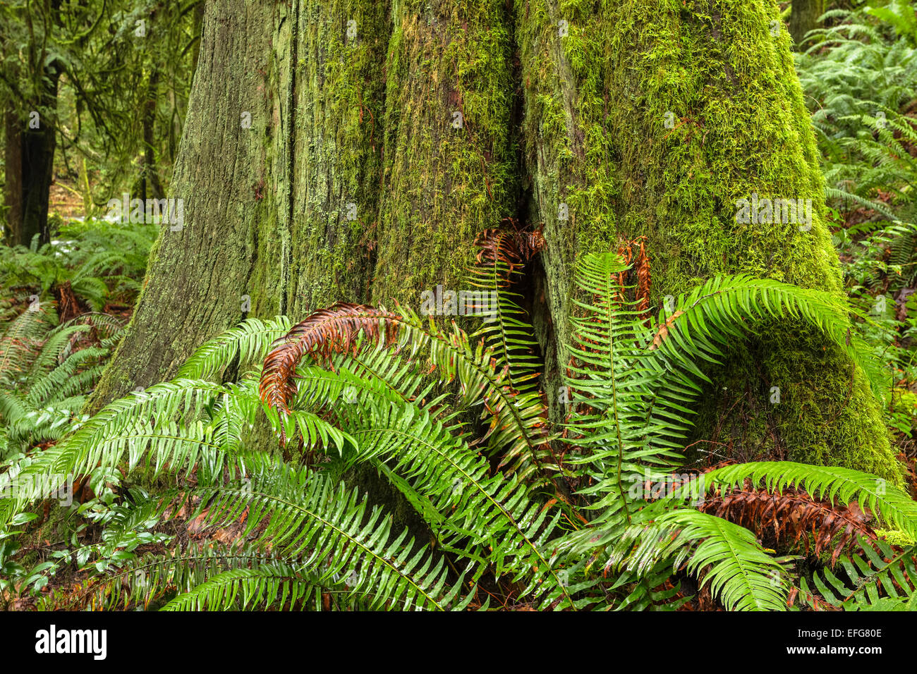 Western red cedar tree e le felci in Goldstream Park-Victoria provinciale British Columbia, Canada. Foto Stock