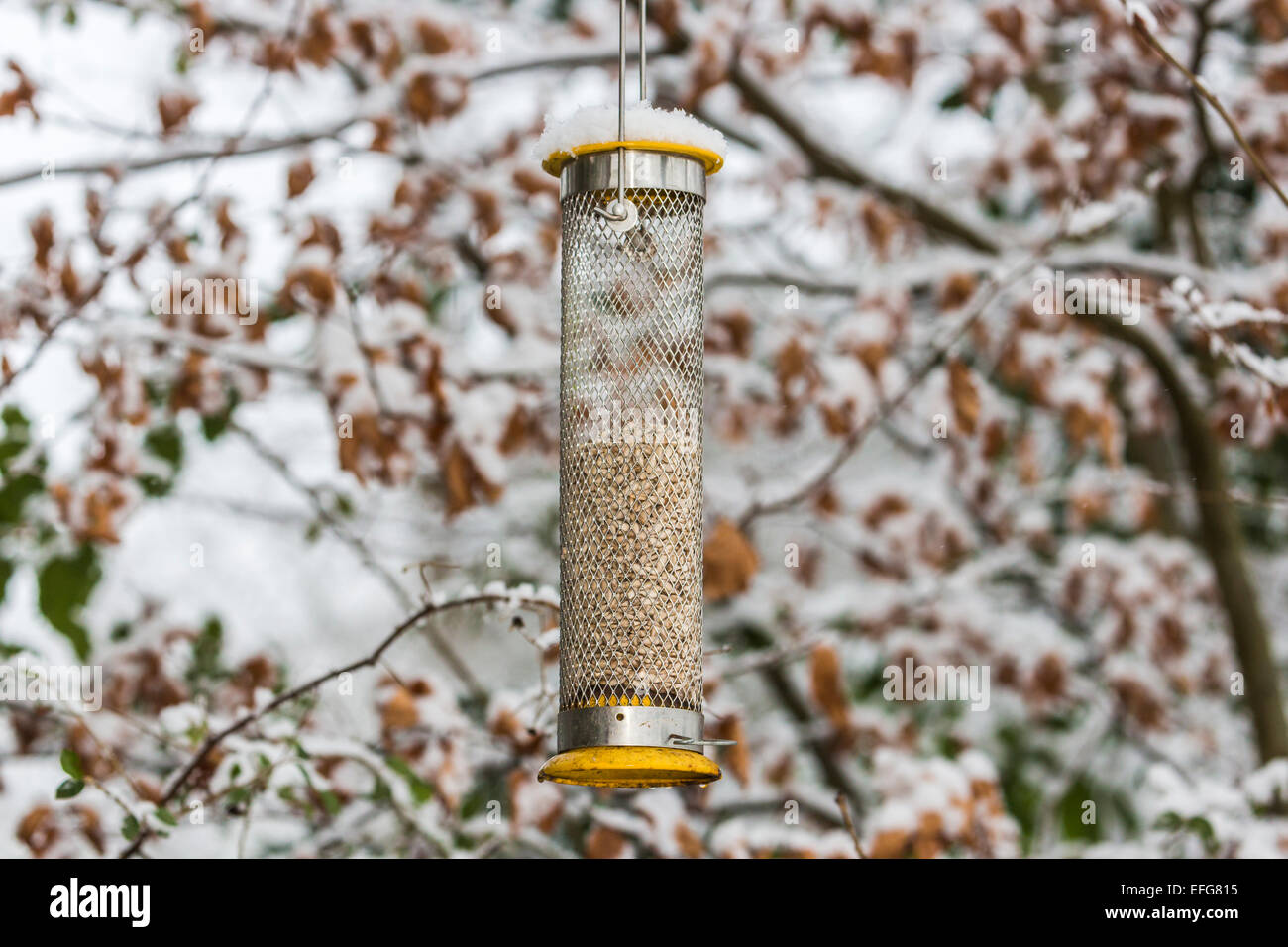 Alimentatore di uccelli con cuori di girasole Birdfood in inverno in un giardino inglese; sfondo nevoso di foglie di faggio marrone (senza uccelli) Foto Stock