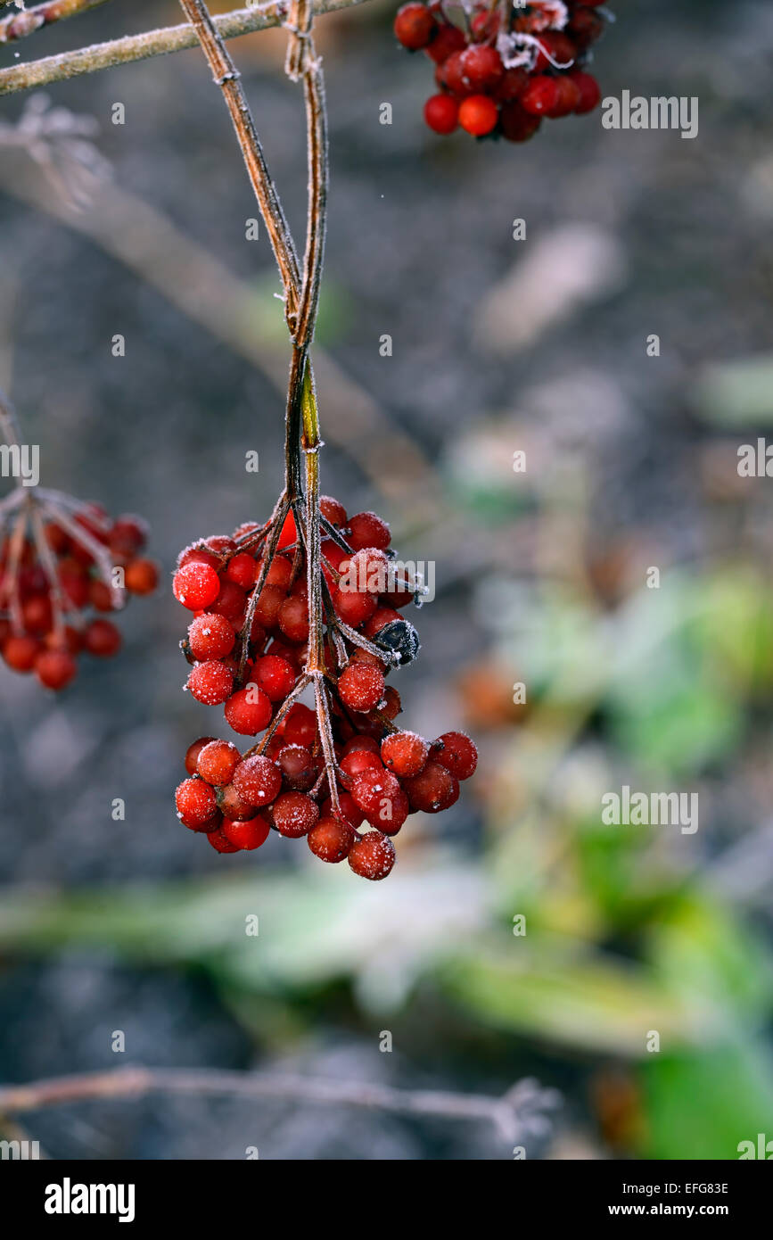 Bacche rosse bacche di viburnum opulus compactum gelo invernale smerigliata ghiaccio floreale RM Foto Stock
