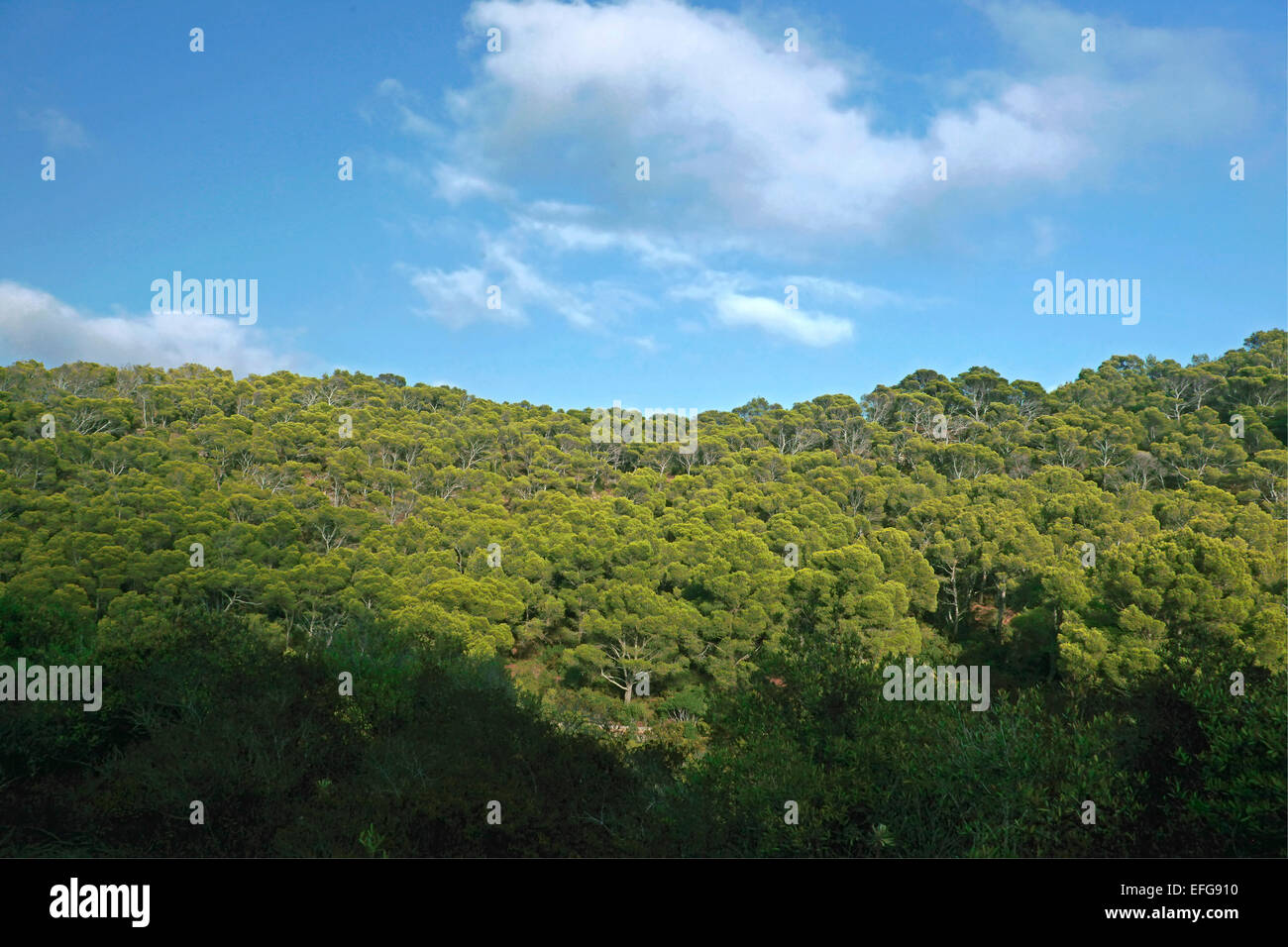 Pineta di pino di Aleppo o di Gerusalemme pine (Pinus halepensis) Sardegna Foto Stock