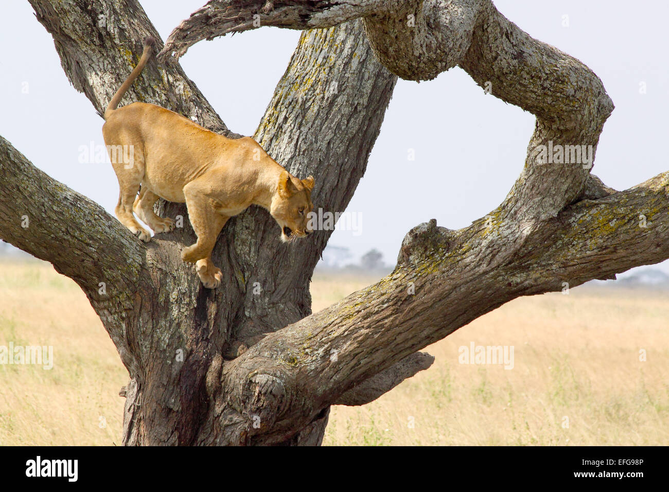 Una leonessa, Panthera Leo, su di un albero nel Parco Nazionale del Serengeti, Tanzania Foto Stock