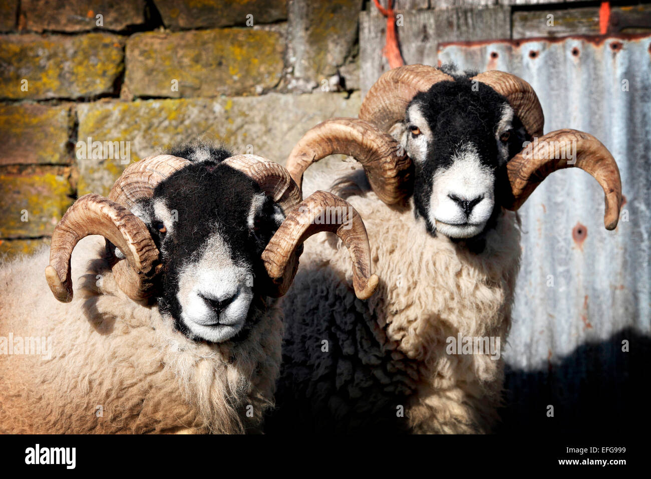 Ritratto di due cornuto swaledale pecore nel cortile, swaledale, nello Yorkshire, Regno Unito Foto Stock