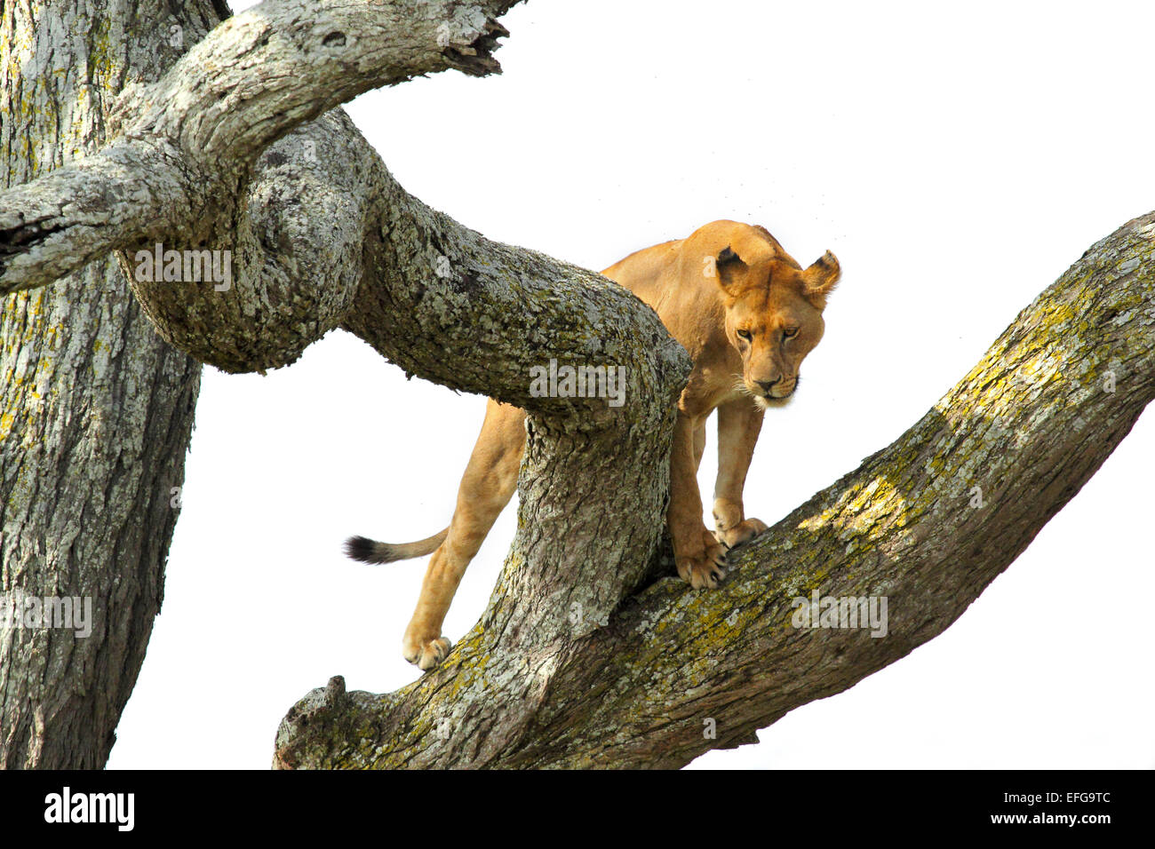 Una leonessa, Panthera Leo, scalata di un albero nel Parco Nazionale del Serengeti, Tanzania Foto Stock