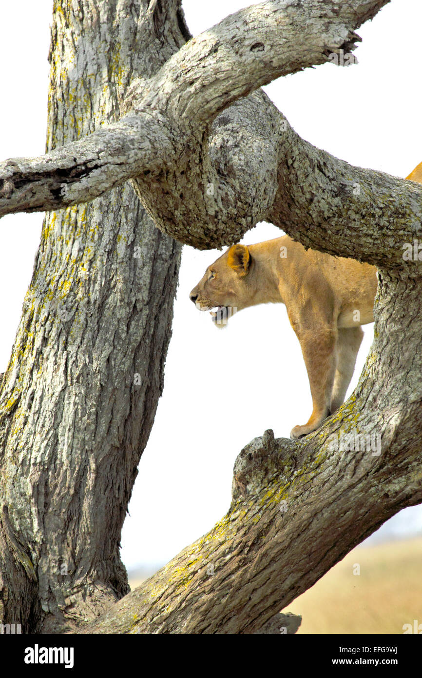 Una leonessa, Panthera Leo, su di un albero nel Parco Nazionale del Serengeti, Tanzania Foto Stock