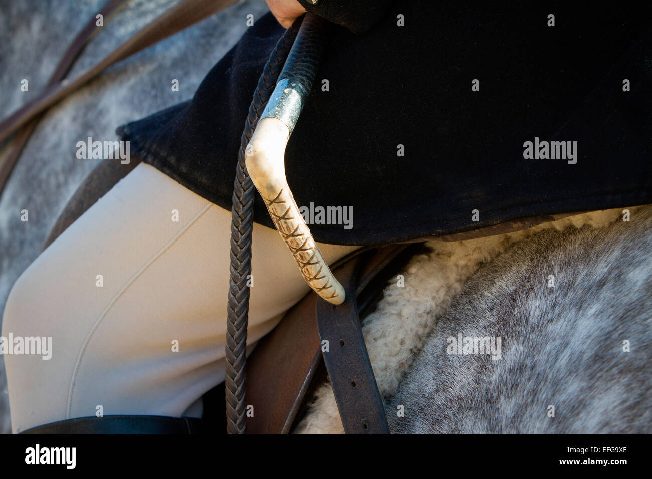 Huntsman a cavallo con riding raccolto a caccia di soddisfare, Oxfordshire, Inghilterra, Regno Unito, ritagliato Foto Stock