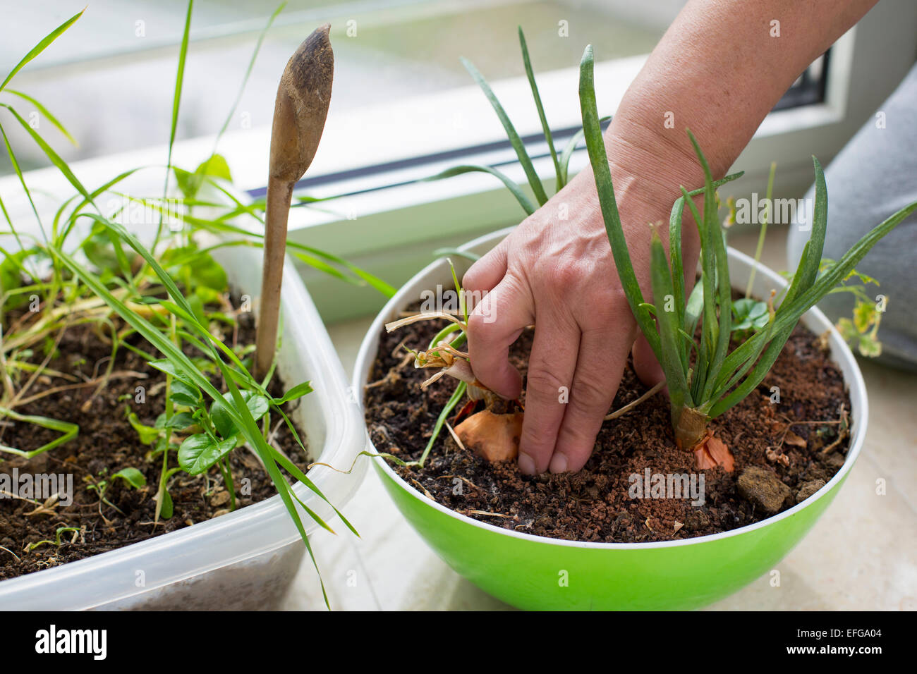 Mani femminili di piantare la cipolla a casa come un micro-agricoltura. Il giardinaggio dell'Interno, temi ambientali Foto Stock