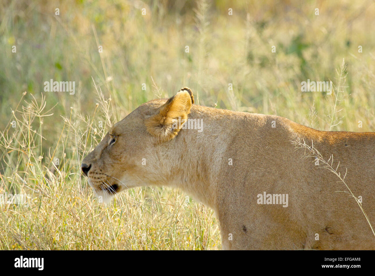 Una leonessa, Panthera Leo, passeggiate in erba della savana nel Parco Nazionale del Serengeti, Tanzania Foto Stock