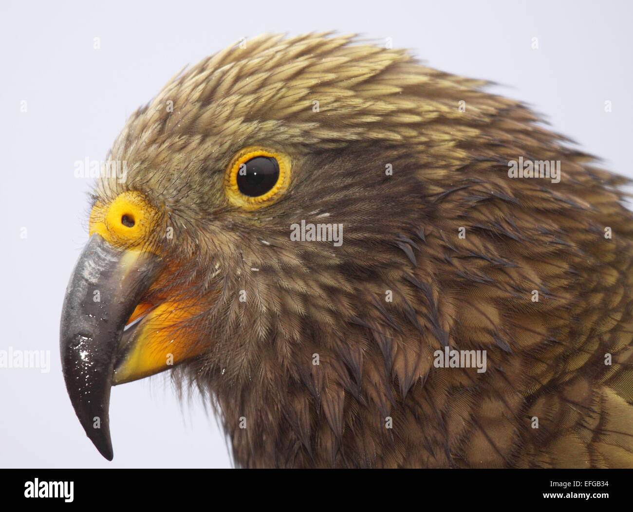 Un Ritratto Dettagliato di un Kea con un occhio luminoso. Foto Stock