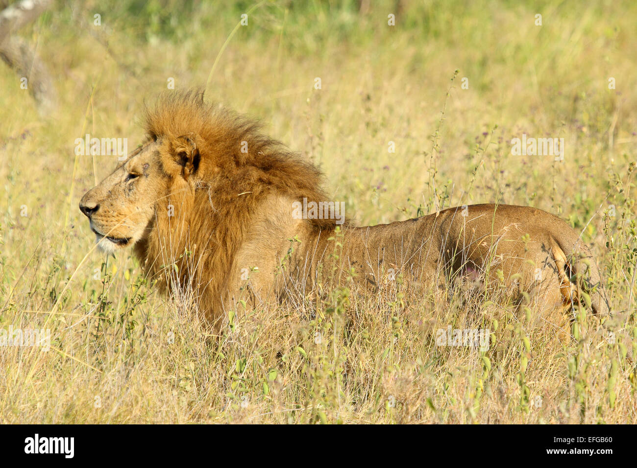 Un maschio di leone, Panthera Leo, in piedi nella savana nel Parco Nazionale del Serengeti, Tanzania Foto Stock