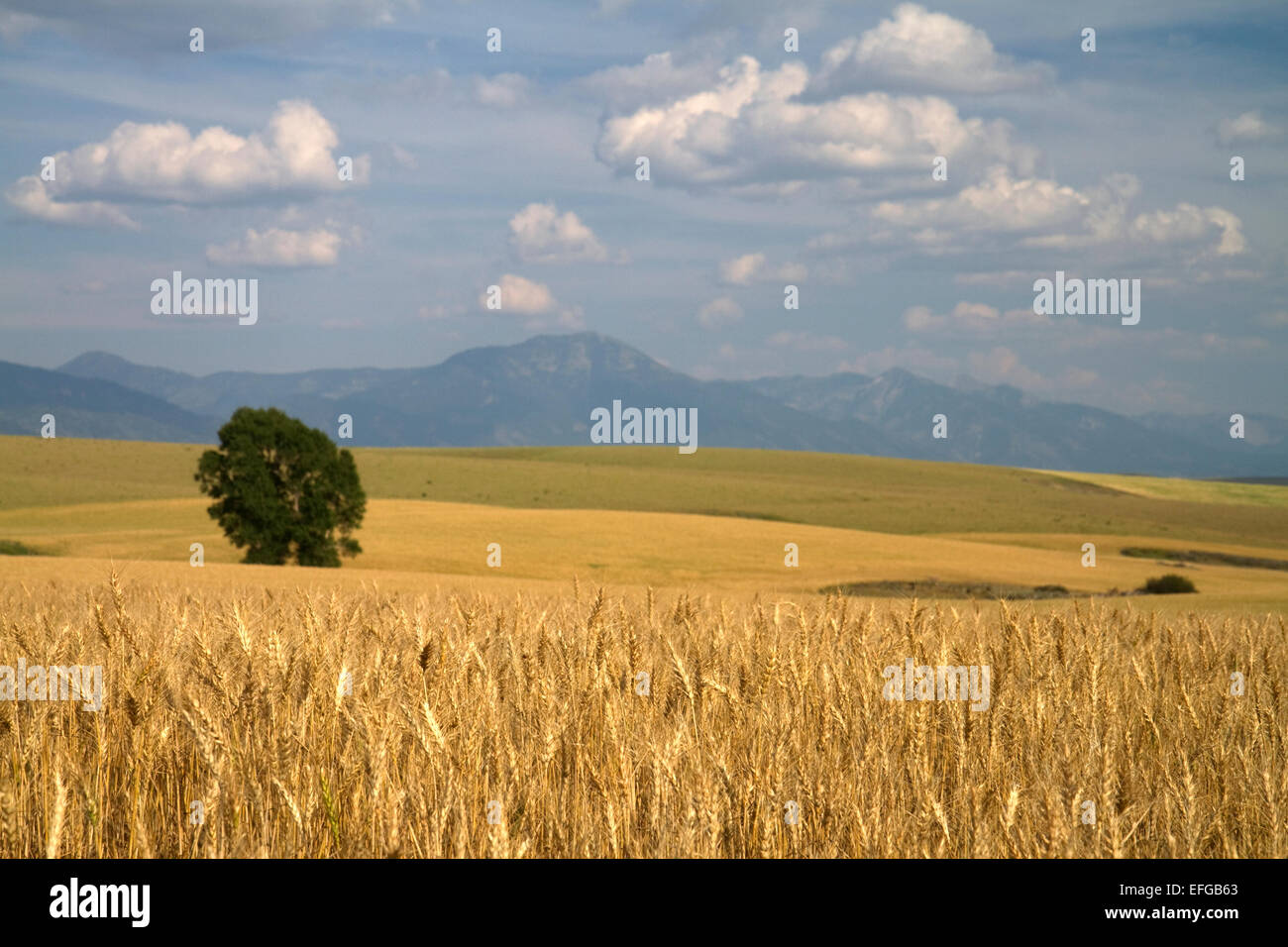 Mature campi di grano in Idaho orientale, Stati Uniti d'America. Foto Stock