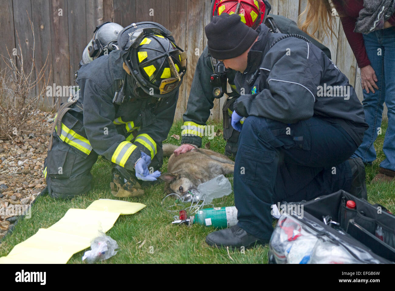 Vigili del fuoco ravvivare un cane con ossigeno liberato da una casa di fuoco a Boise, Idaho, Stati Uniti d'America. Foto Stock