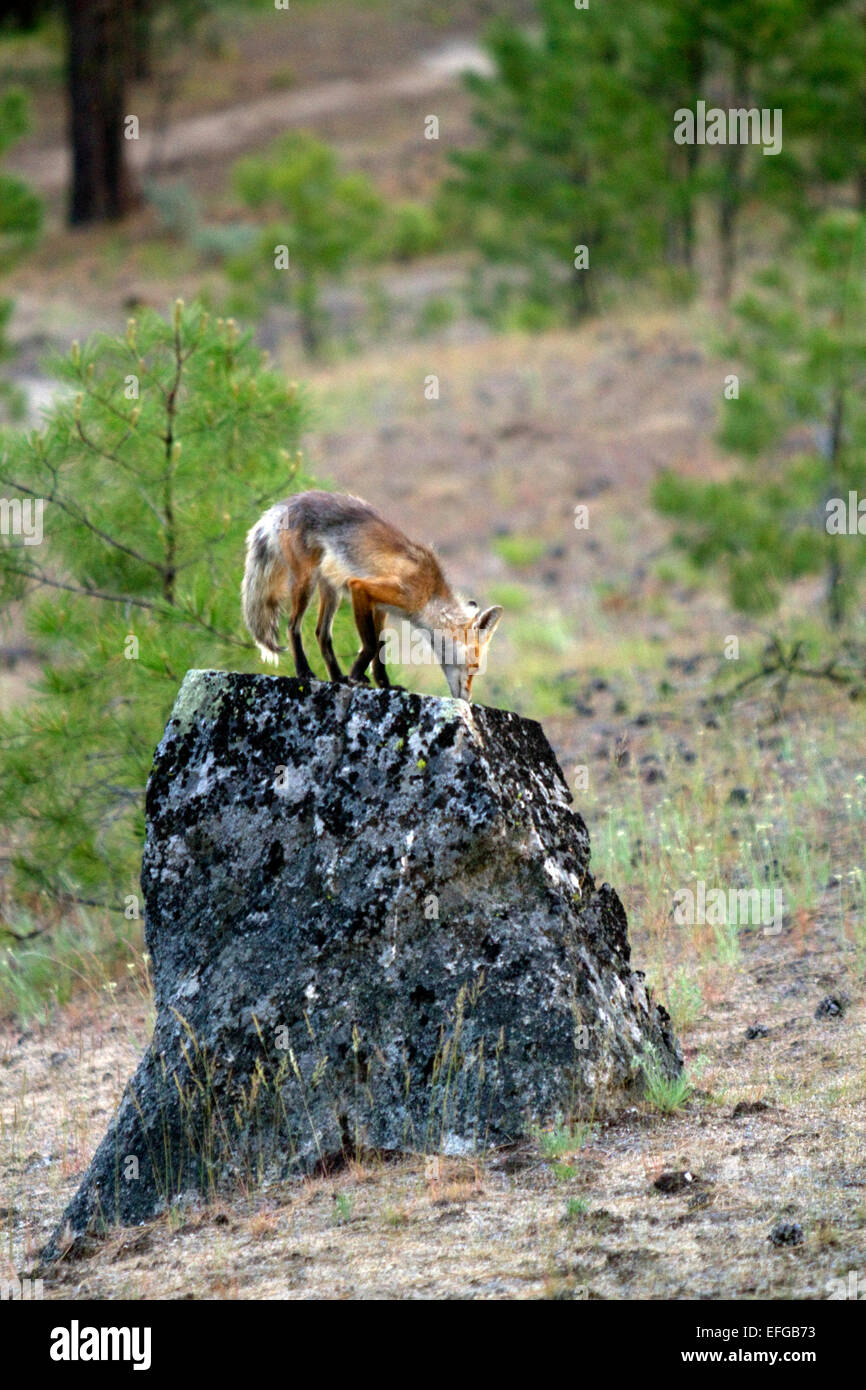 Red Fox in Valle County, Idaho, Stati Uniti d'America. Foto Stock