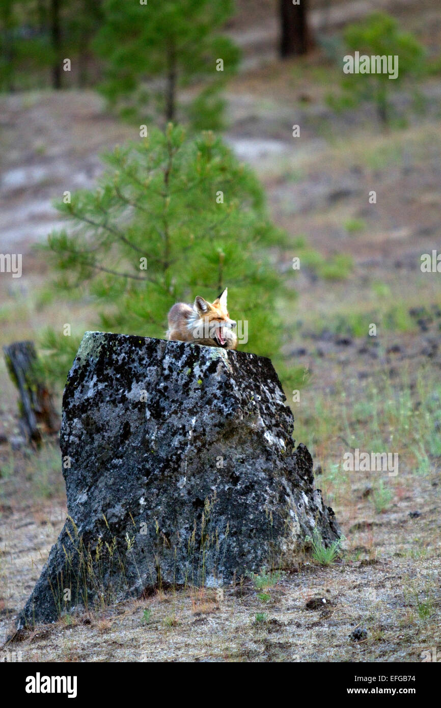 Red Fox in Valle County, Idaho, Stati Uniti d'America. Foto Stock