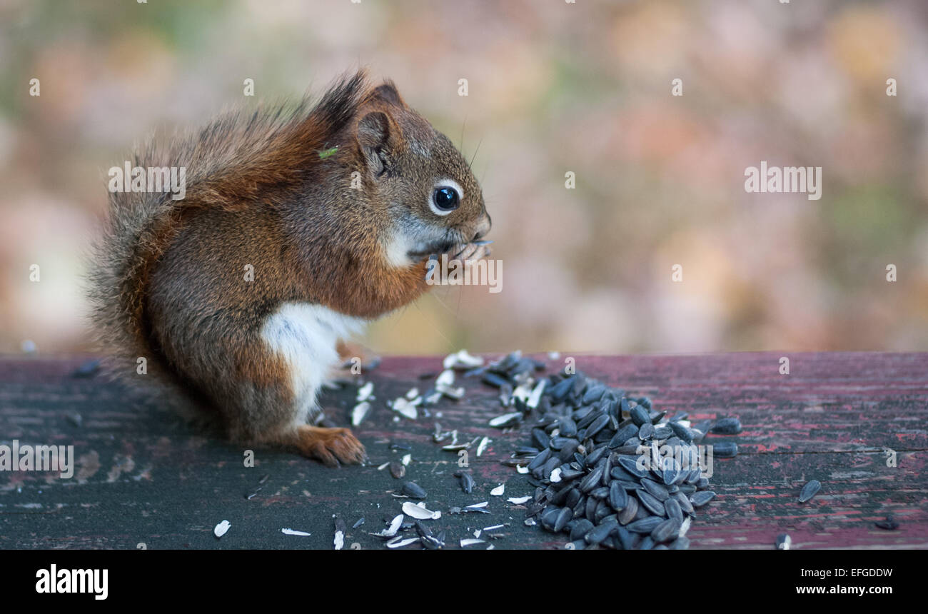 Uno scoiattolo rosso visite e si siede a mangiare i semi. Foto Stock