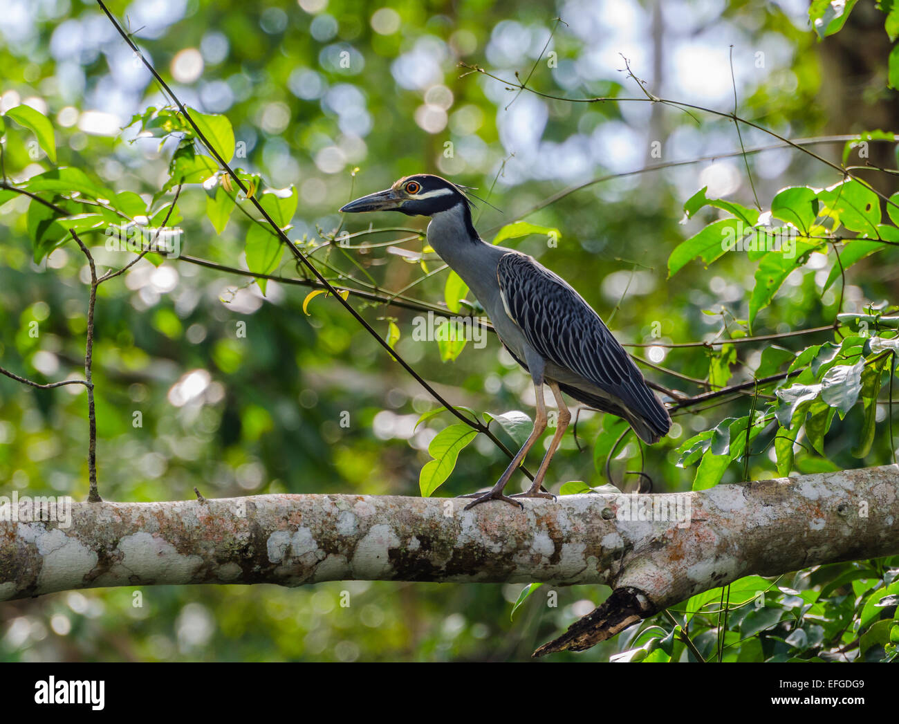 Un giallo-incoronato Night-Heron (Nyctanassa violacea) su un albero. Belize, America centrale. Foto Stock