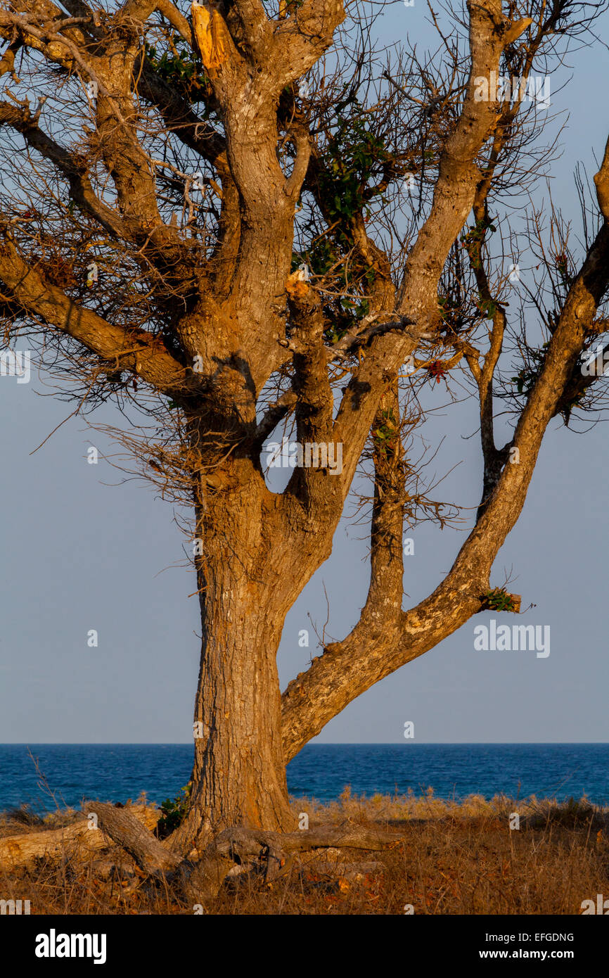 Grande albero sulla prateria costiera in uno sfondo della spiaggia di Londa Lima in un giorno luminoso durante la stagione secca a Kanatang, Sumba orientale, Indonesia. Foto Stock
