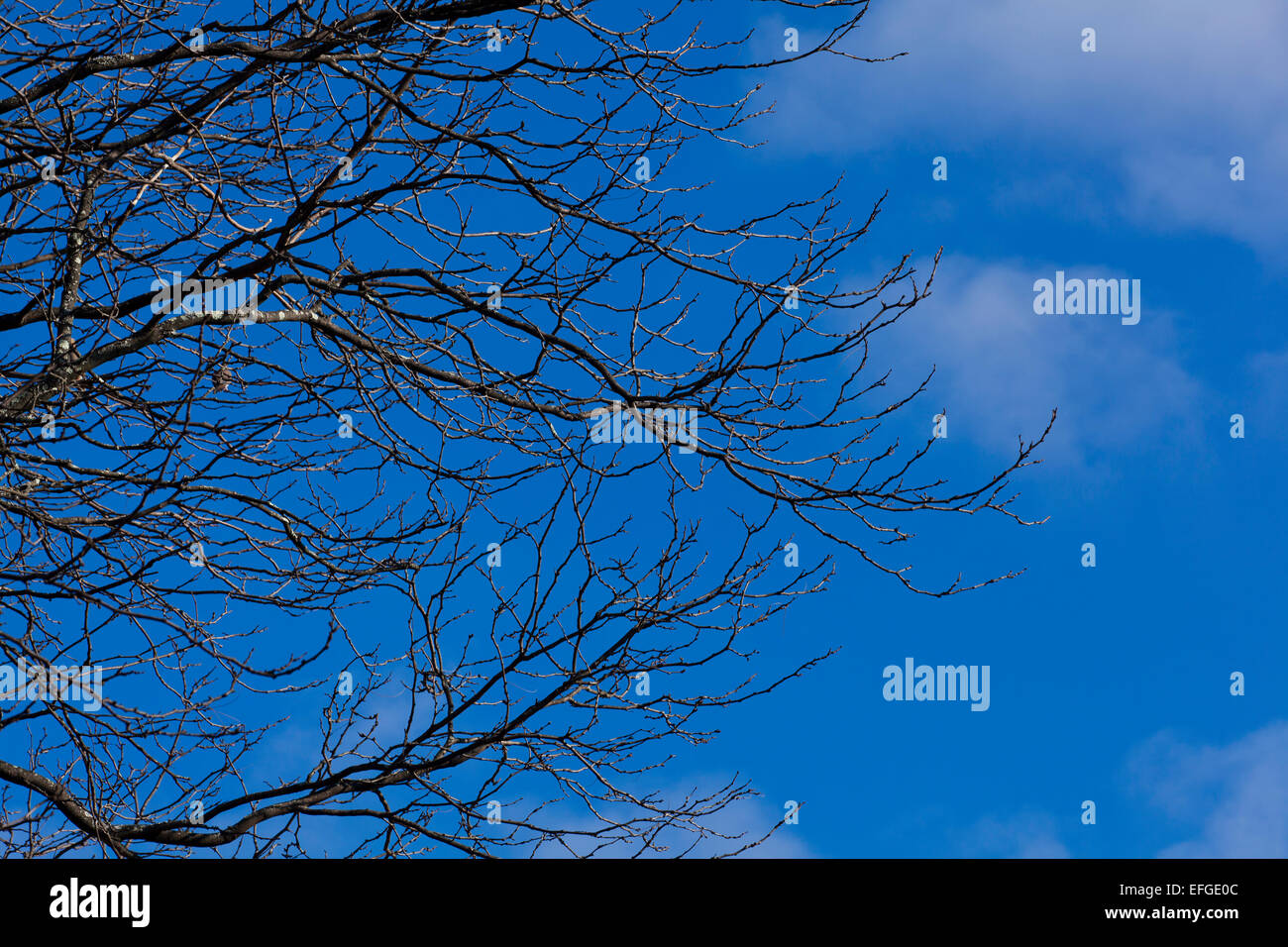 Dormienti i rami degli alberi contro il profondo blu del cielo in inverno - USA Foto Stock