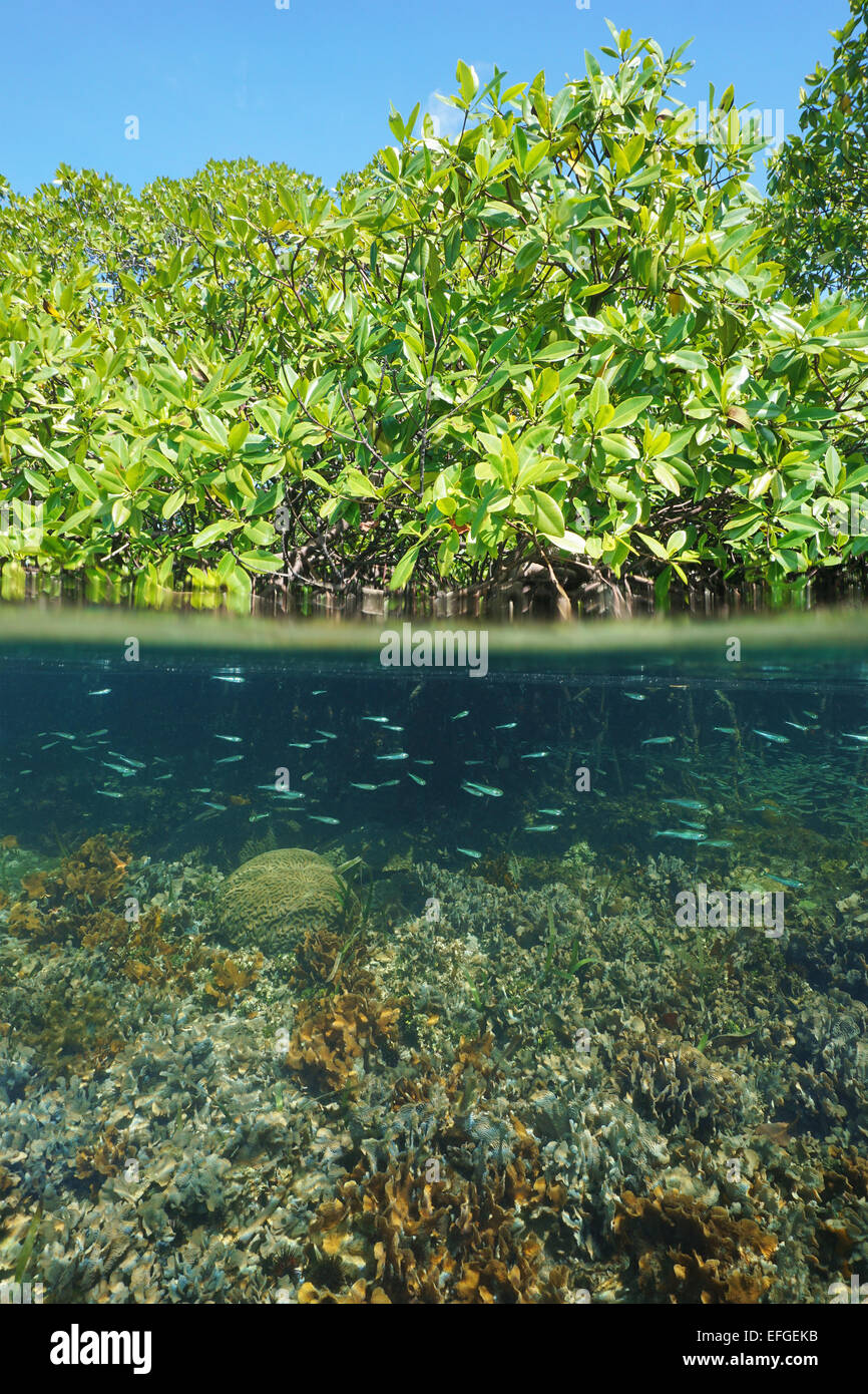 Ecosistema di mangrovie split shot con alberi sopra l'acqua e coralli con novellame subacquea, Mar dei Caraibi Foto Stock