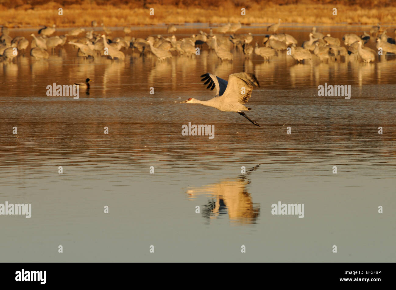 Sandhill gru volando sopra l'acqua a Bosque del Apache National Wildlife Reserve, Nuovo Messico USA Foto Stock