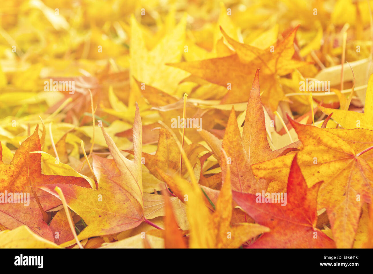 Rosso giapponese Acero asciugare le foglie di autunno caduti a terra come naturale sfondo stagionali. Foto Stock