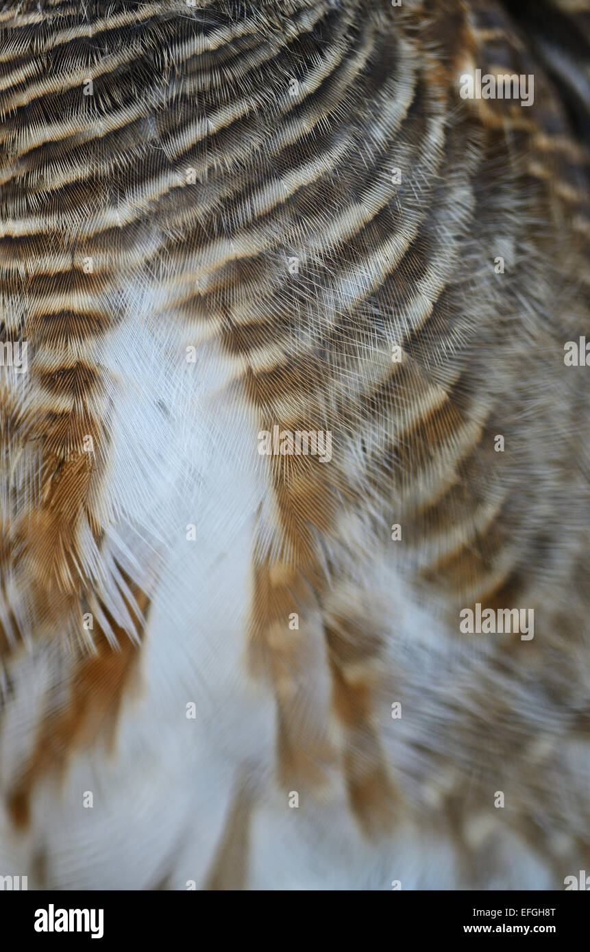 Closeup Asian sbarrate Owlet piume Foto Stock