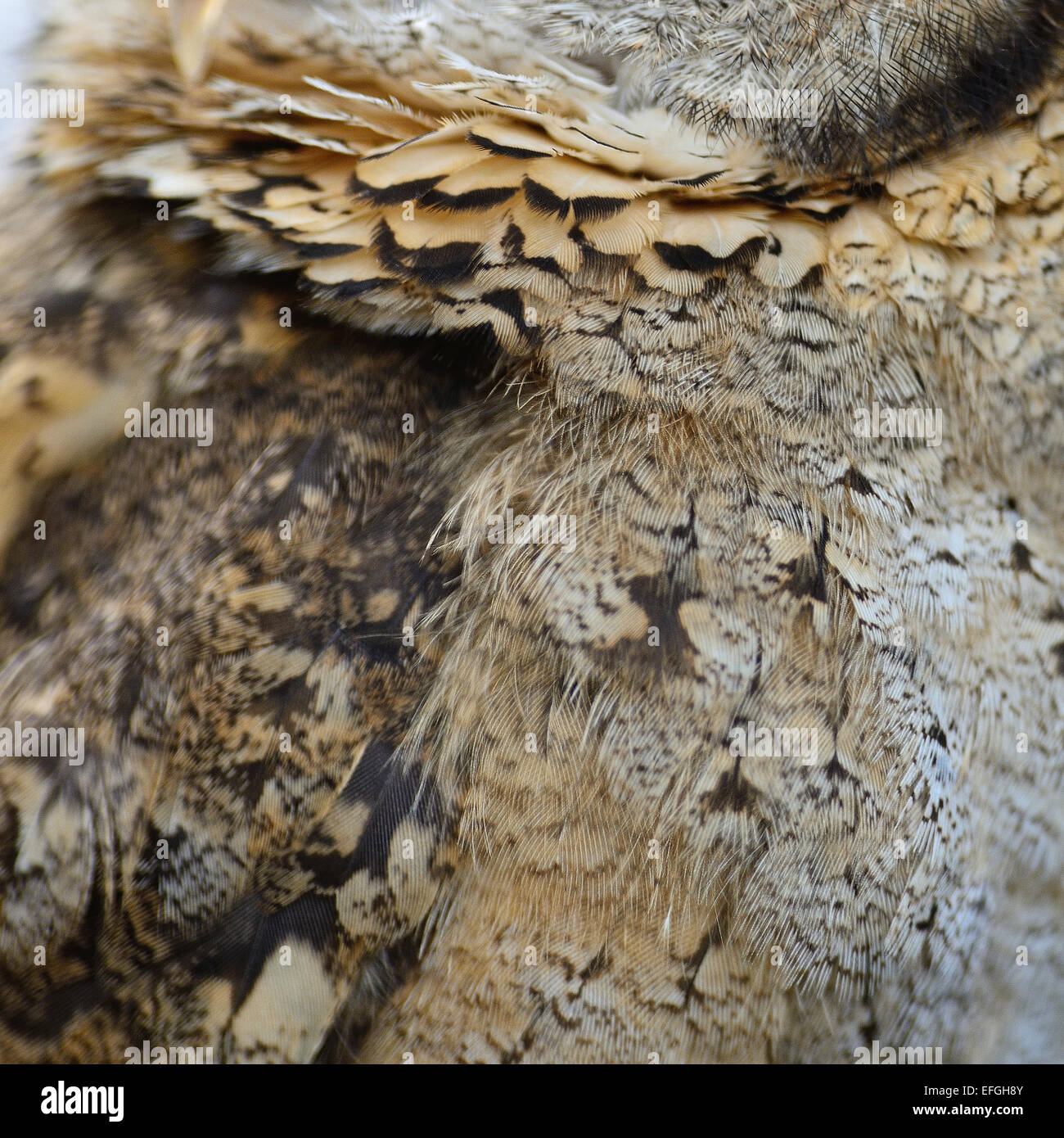 Closeup Oriental Assiolo piume Foto Stock