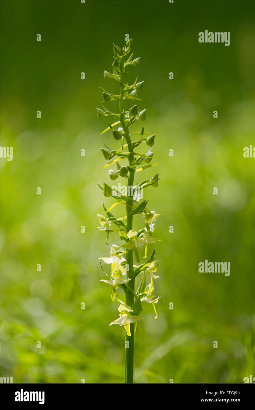 Maggiore Butterfly Orchid (Platanthera chlorantha), fioritura, Turingia, Germania Foto Stock