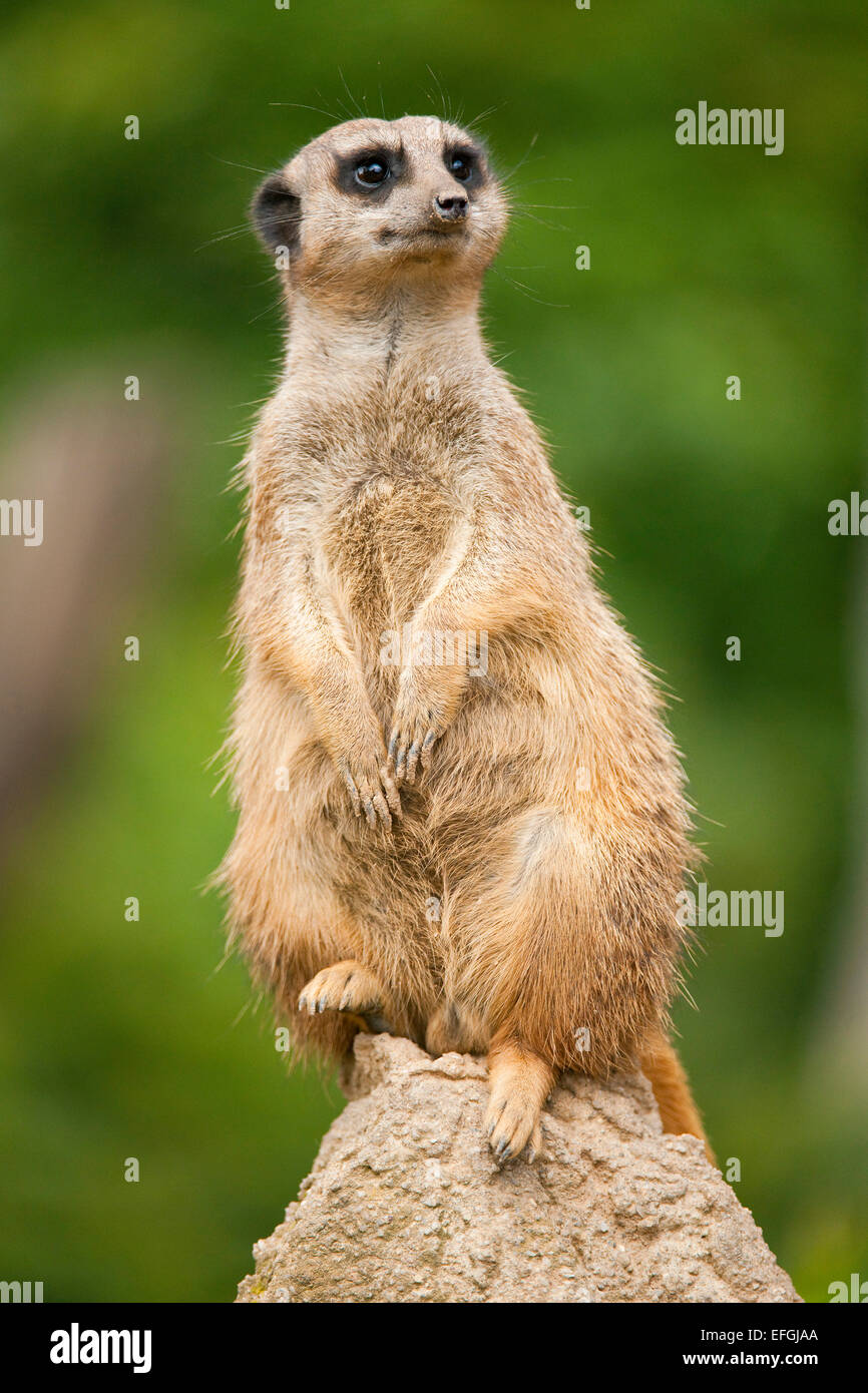 Meerkat (Suricata suricatta), captive, Bassa Sassonia, Germania Foto Stock