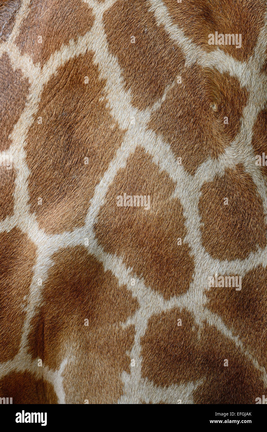 Vera pelle di Giraffe (Girafta camelopardalis) Foto Stock