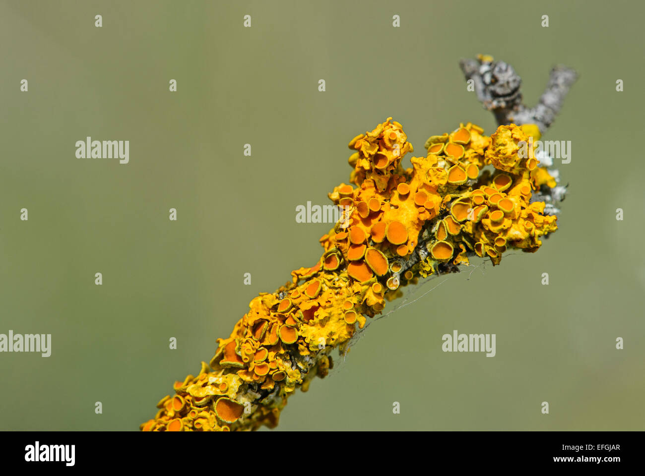 Comune lichene arancione (Xanthoria parietina) con coppa a forma di spore strutture portanti, apothecia, Alsazia, Francia Foto Stock