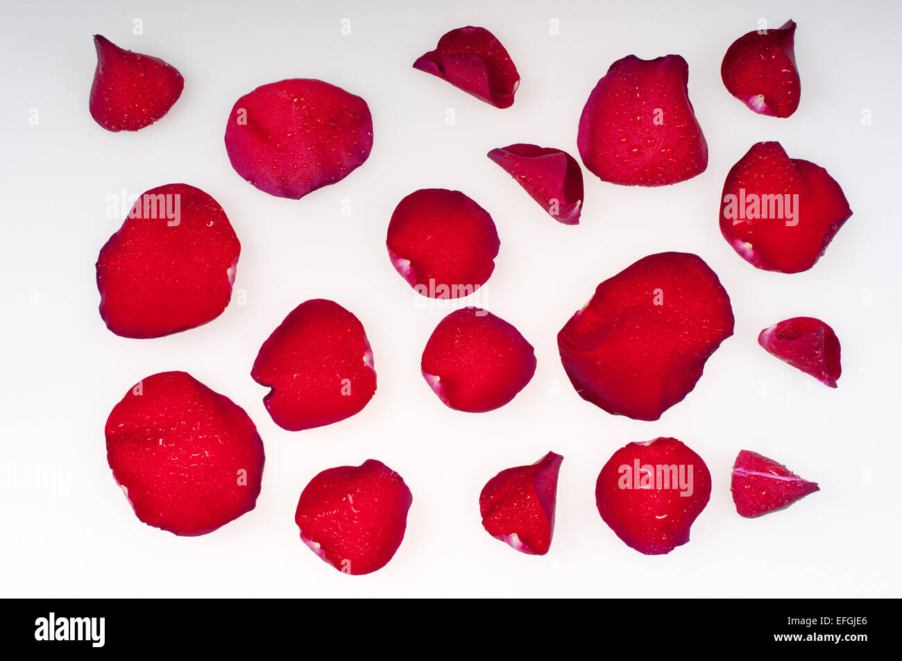 Petali di rosa bagnato Foto Stock