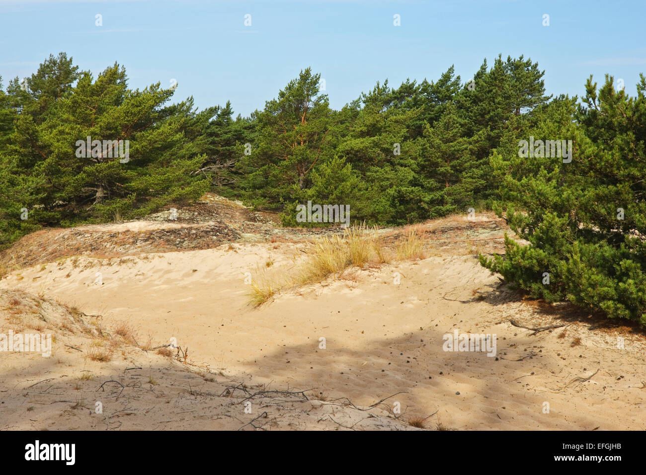 Paesaggio con pino silvestre (Pinus sylvestris) dalla riserva naturale Ullahau, Fårö, Gotland. Ullahau è un piantato la migrazione di dune Foto Stock