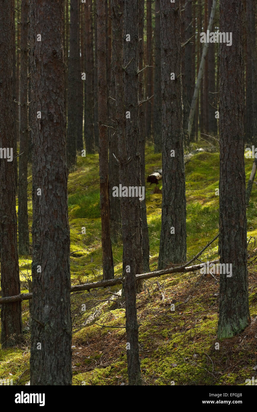Paesaggio con pino silvestre (Pinus sylvestris) dalla riserva naturale Ullahau, Fårö, Gotland. Ullahau è un piantato la migrazione di dune Foto Stock