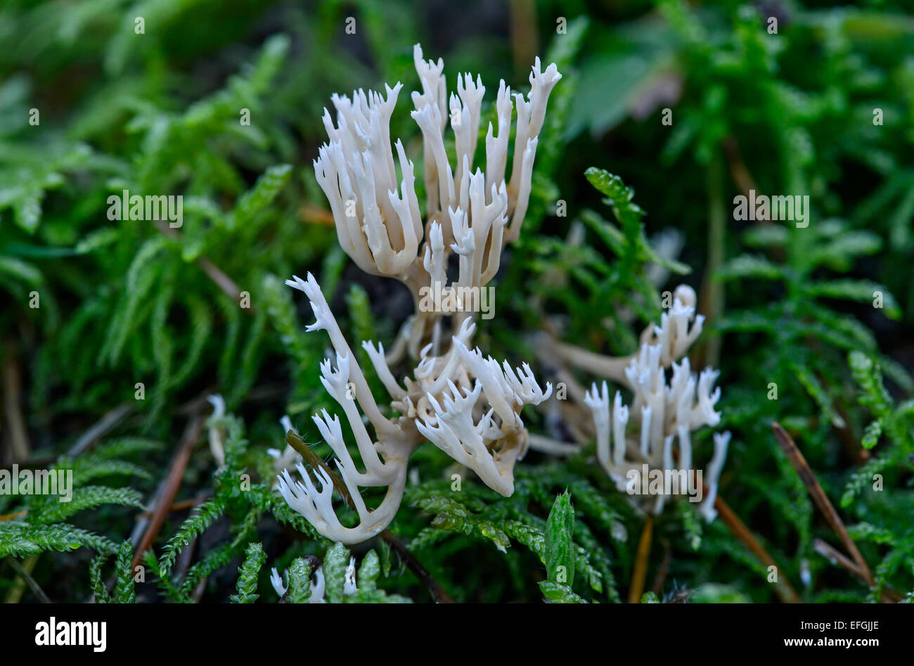 Corallo bianco fungo o Crested Coral Fungo (Clavulina coralloides), commestibili, Svizzera Foto Stock