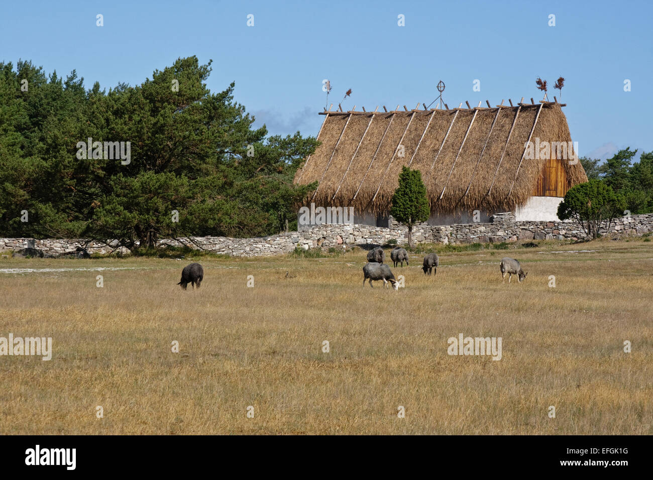 Gute pecore di fronte stabile con un tetto di Saw-falasco (Cladium mariscus), Fårö, Gotland Foto Stock