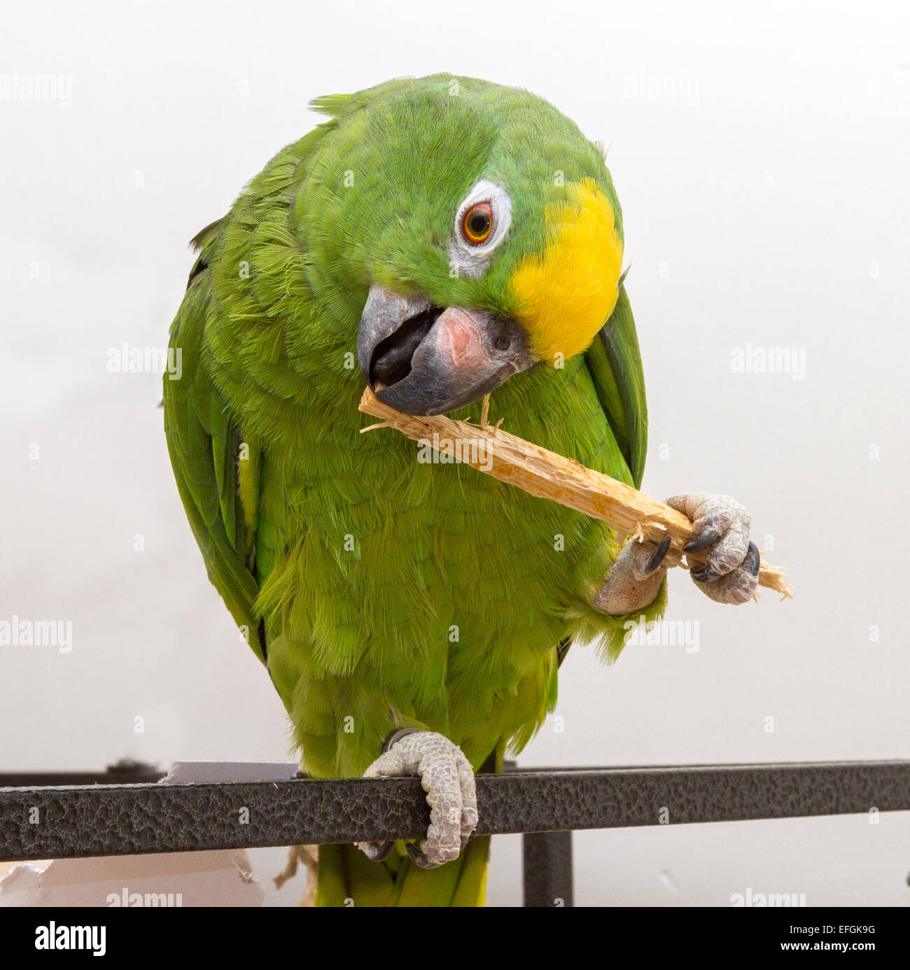 Giallo coronata amazon tenendo un giocattolo di legno nel suo piede e  masticare. Pappagallo verde con testa gialla Foto stock - Alamy