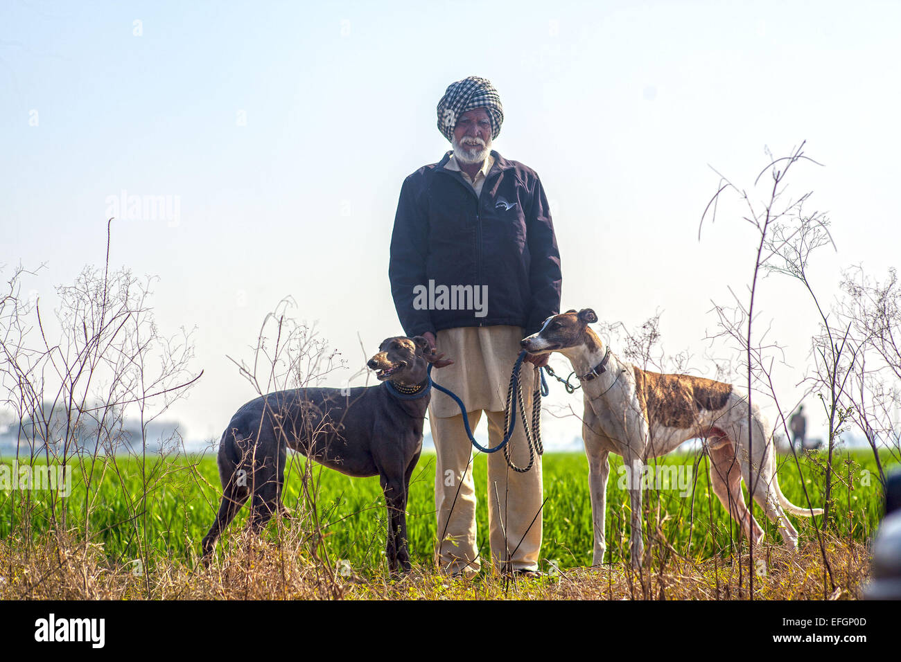 Ludhiana Punjab, India. 30 gen, 2015. Il 30 gennaio 2015, kila Raipur, India : .80 anno vecchio Rulda Singh, di Ballowal villaggio con i suoi cani Rock (bianco macchiato) & Sleepie ha partecipato nella corsa del cane per gli ultimi 5 anni al sport rurali festival a Kila Raipur & è stata una medaglia per 3 volte. Egli prepara una dieta speciale per i suoi cani consistente di pollo, pane indiano & yogurt per ottenere loro pronto gara. Egli chiede a suo figlio di eseguire i cani 2 miglia ogni giorno alternativo per prepararli per le Olimpiadi rurale.La vecchiaia non ha dappened il suo entusiasmo per i giochi e attende con ansia di parteci Foto Stock