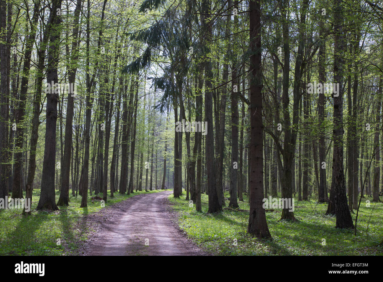 Supporto di latifoglie della foresta di Bialowieza a primavera soleggiata mattina e strada di terra che conducono all'interno contro la luce solare Foto Stock