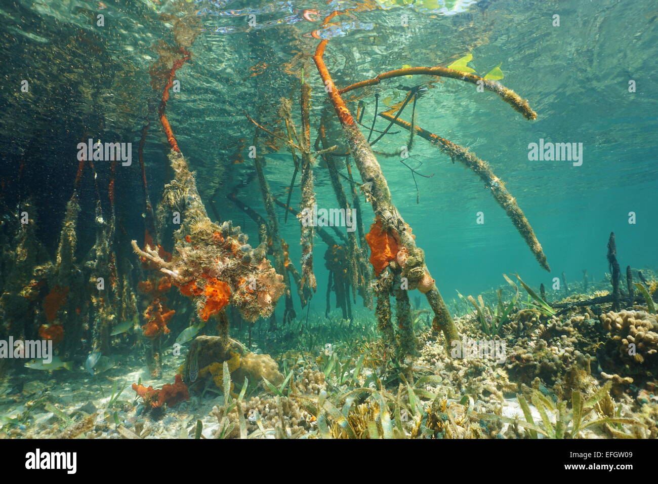 Underwater radici di mangrovia rossa, Rhizophora mangle, nel mar dei Caraibi, Panama Foto Stock