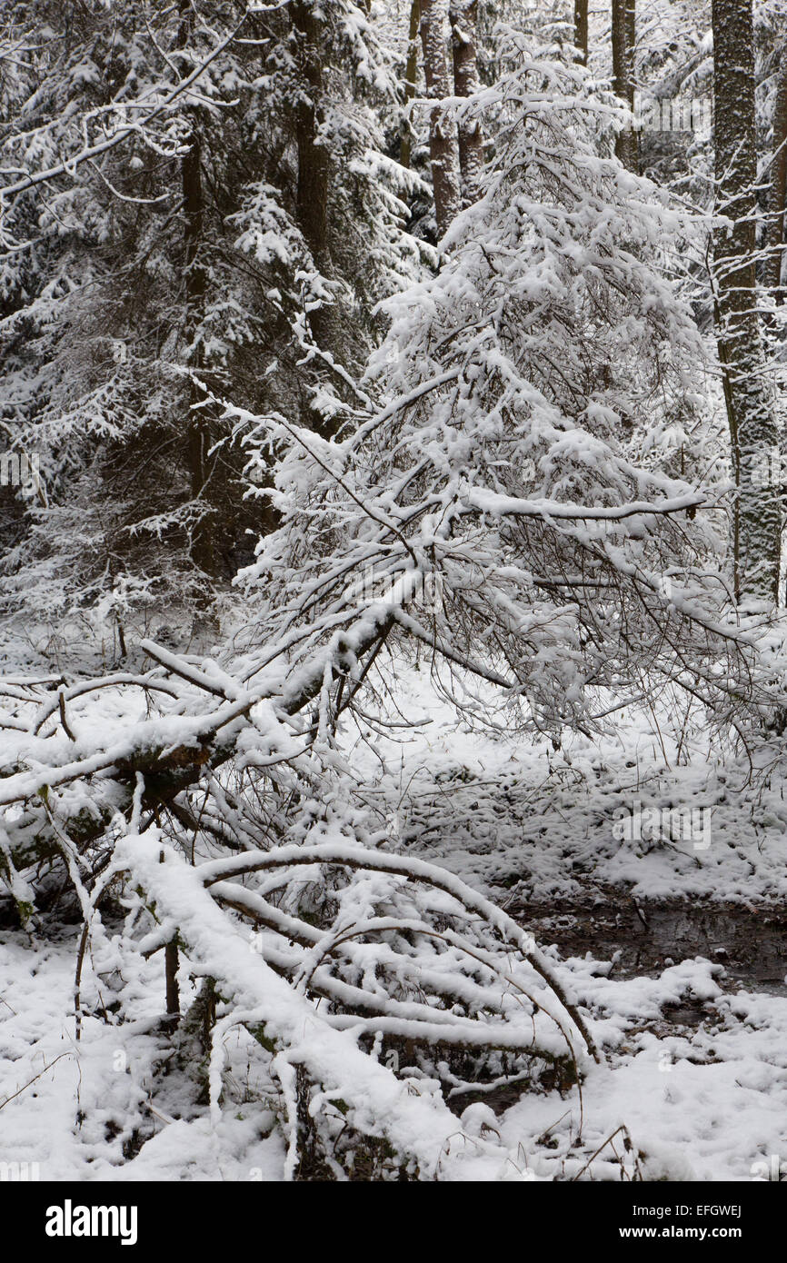 Paesaggio invernale di foresta naturale con abete morto tronchi d albero giacente Foto Stock