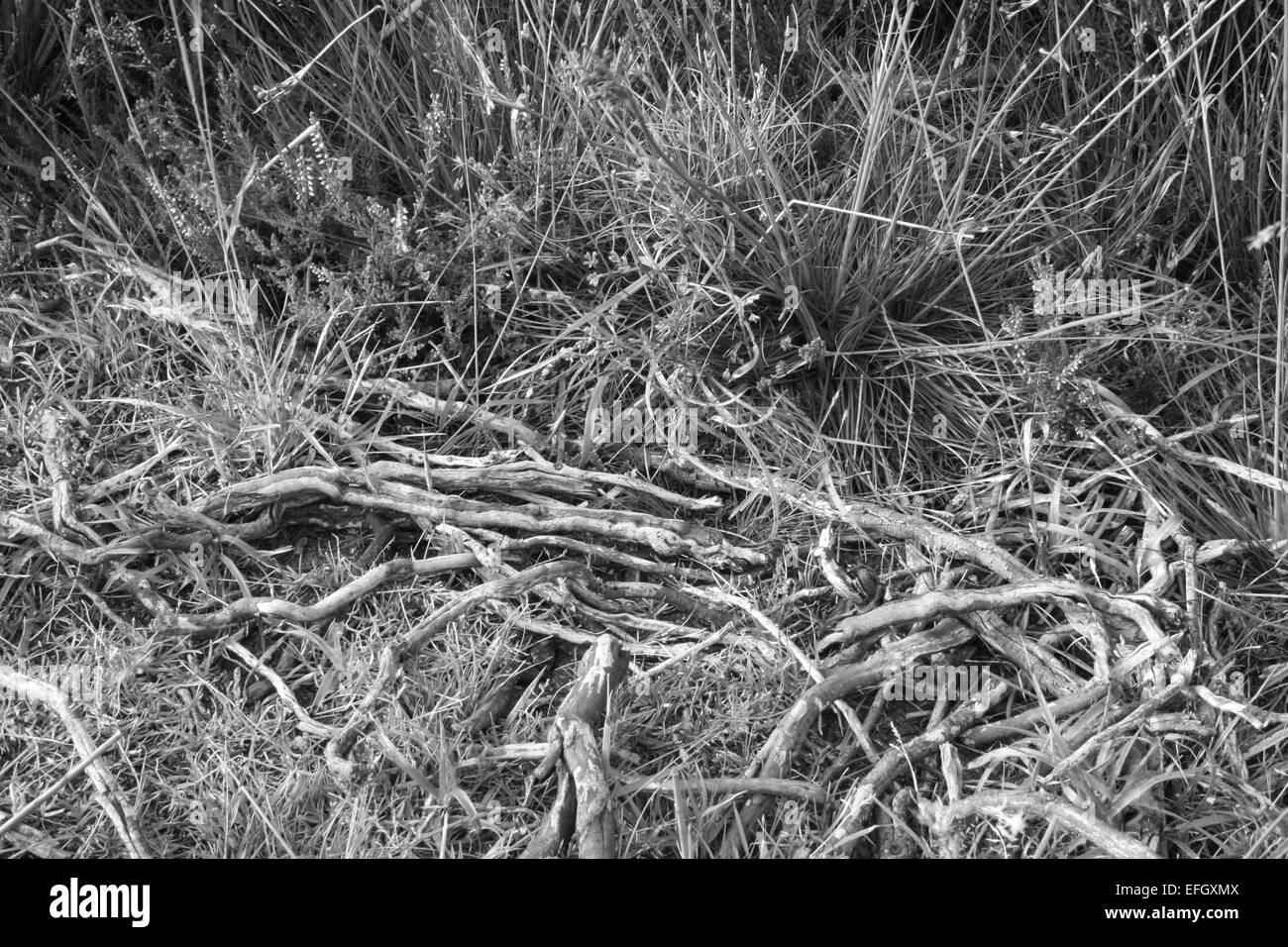 Bianco e nero ramoscelli Foto Stock