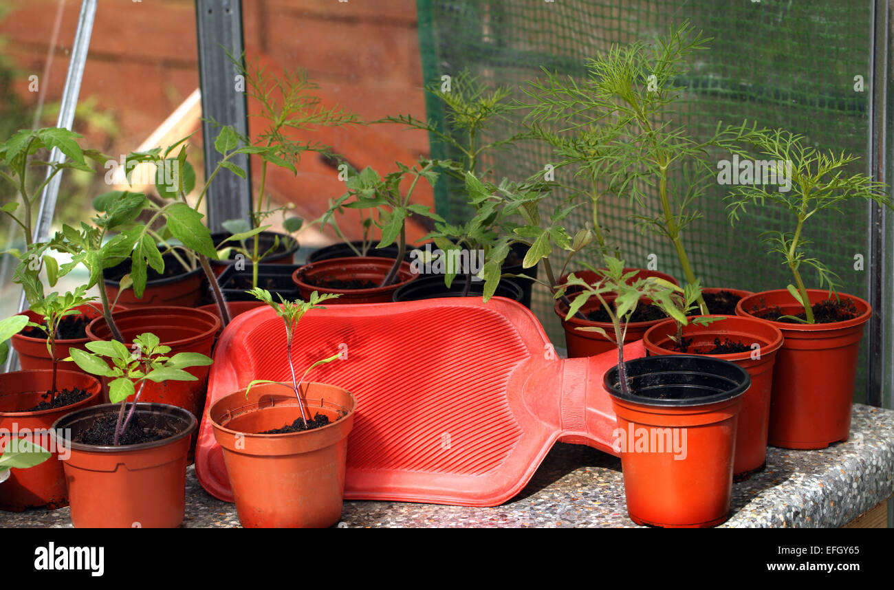 Un (leggermente!) divertente immagine di bottiglie di acqua calda che viene utilizzato per mantenere piante tenere caldo in una serra Foto Stock