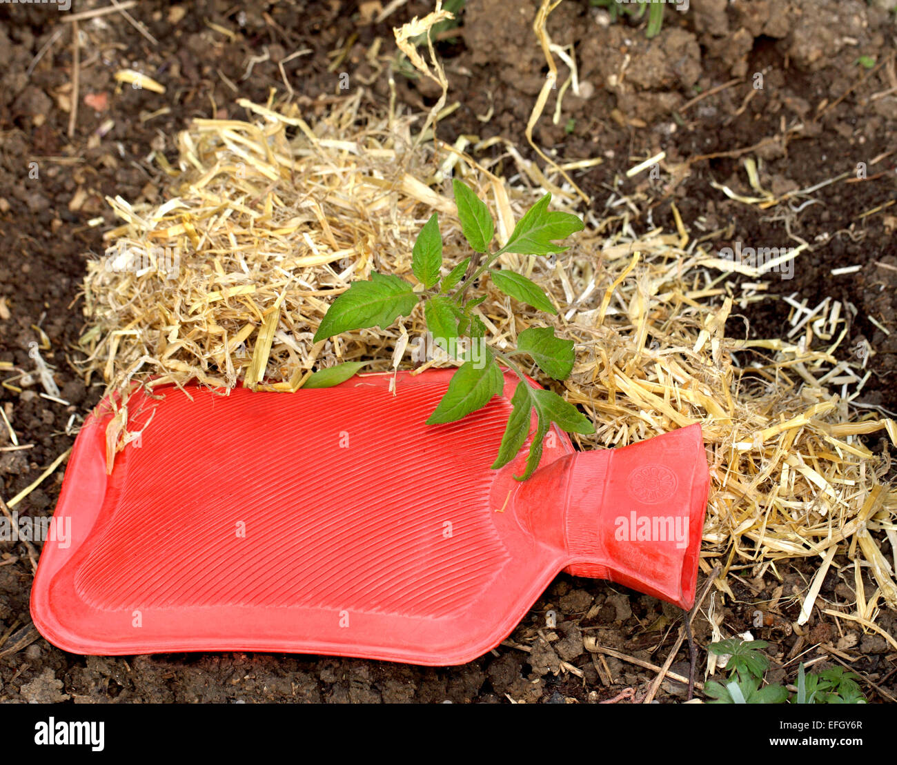 Un (leggermente!) umoristico, di non essere presi sul serio, immagine di bottiglie di acqua calda e la paglia viene utilizzato per mantenere un impianto di gara caldo Foto Stock