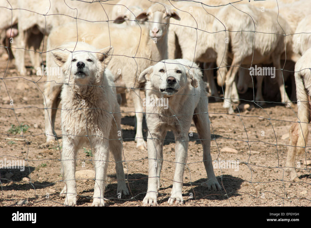 cane da pastore bianchi Foto stock - Alamy