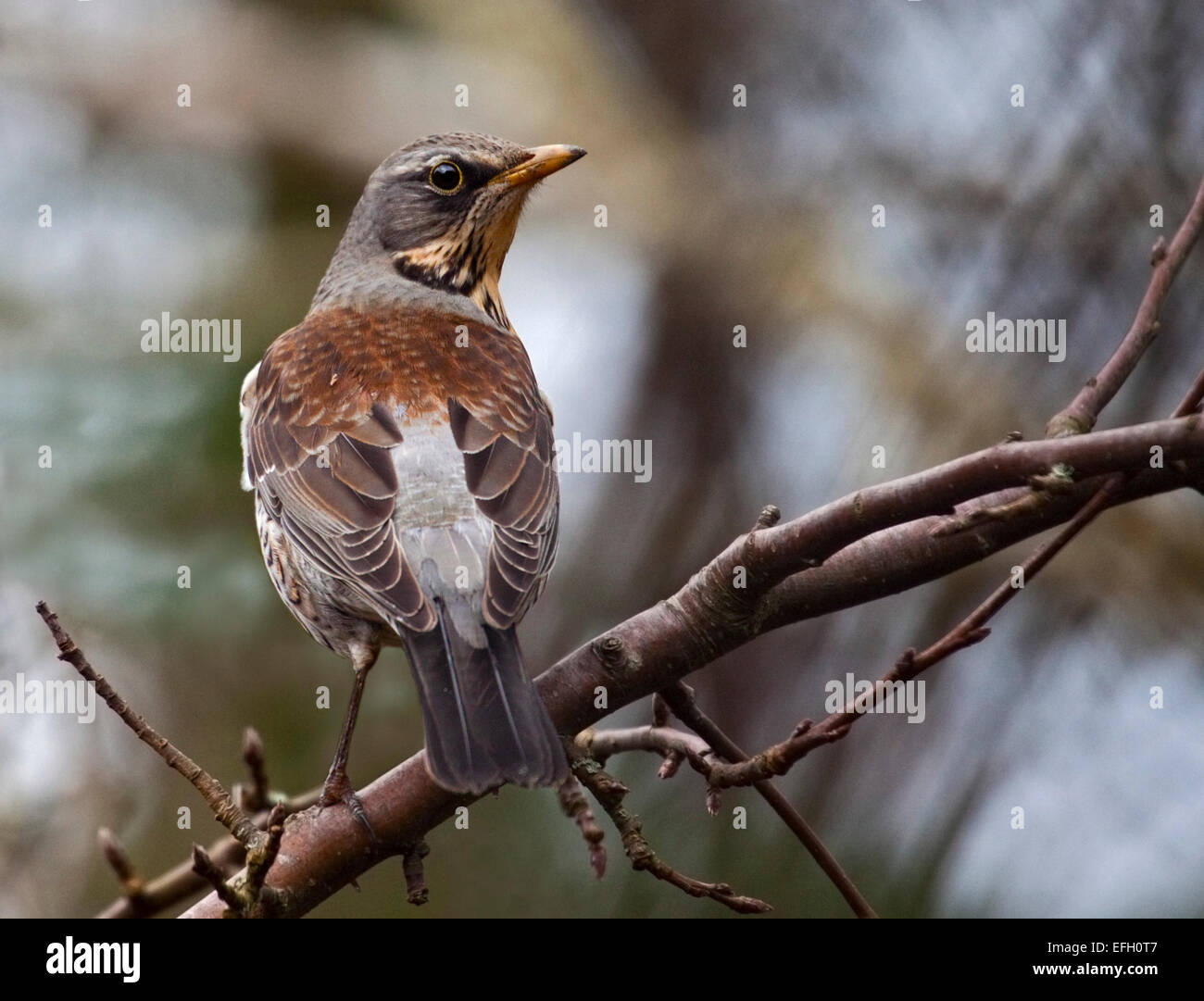 Allodole Cesene Beccacce (turdus pilaris), Regno Unito Foto Stock