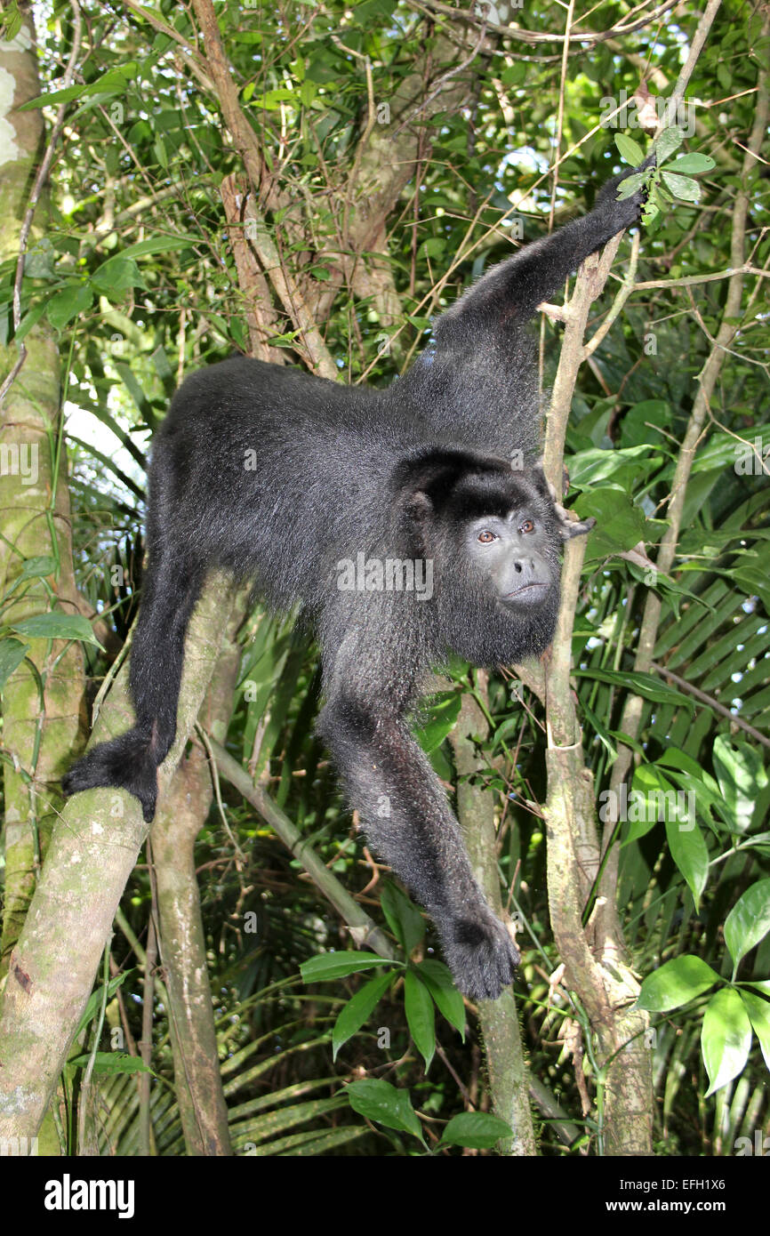 Nero dello Yucatan scimmia urlatrice Alouatta pigra Foto Stock