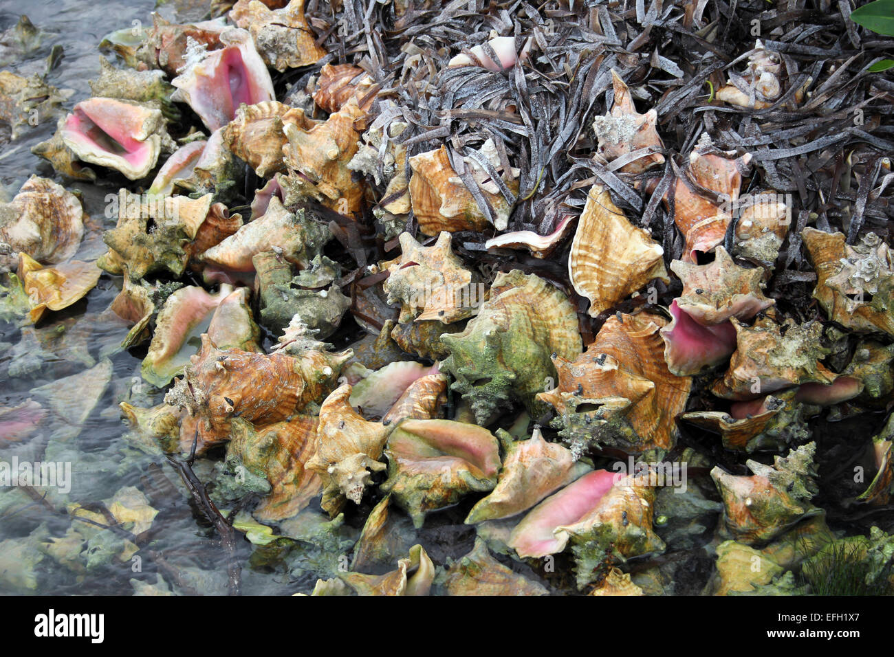 Queen Conch gusci scartati dopo la loro carne è stata presa per il consumo umano Foto Stock