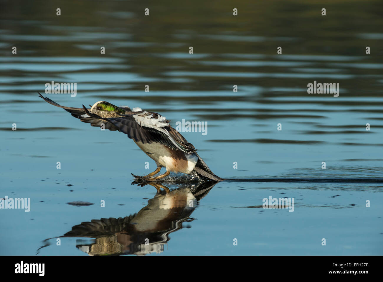 American Wigeon duck drake di atterraggio su Esquimalt Lagoon-Victoria, British Columbia, Canada. Foto Stock