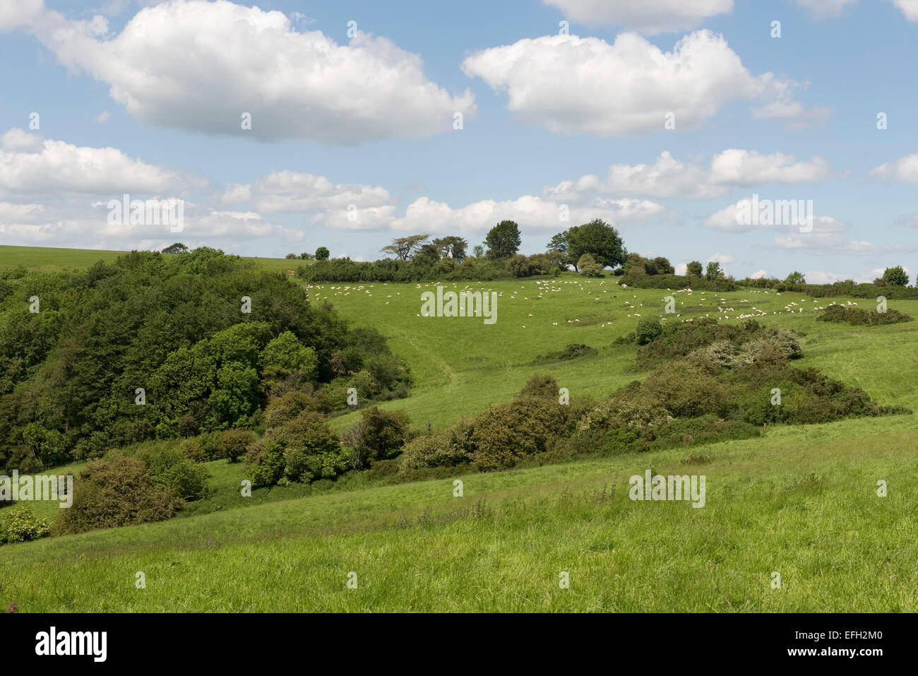 Pecore, prati, scrub per il gioco, i terreni agricoli e boschivi in cima Walbury Hill, il punto più alto nel West Berkshire su un' ammenda Foto Stock