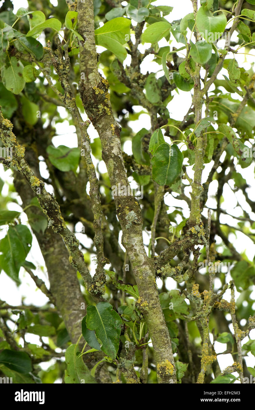 Cankers, neonectria ditissima e licheni sul legno della vecchia e Pear Tree, berkshire, giugno Foto Stock